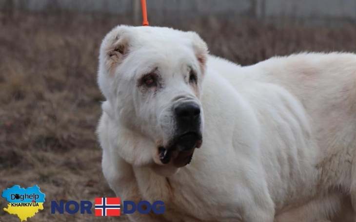 Zbiórka Kojec dla Bakhtiyary - zdjęcie główne