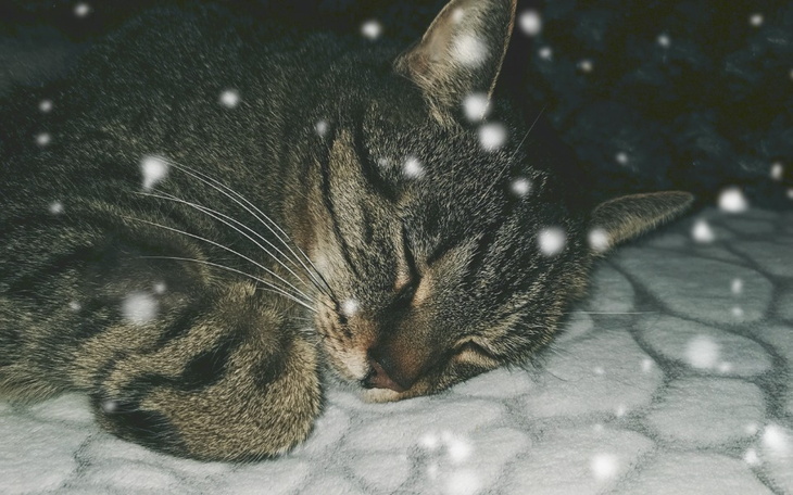 Zbiórka Walka o życie Lukrecji - zdjęcie główne