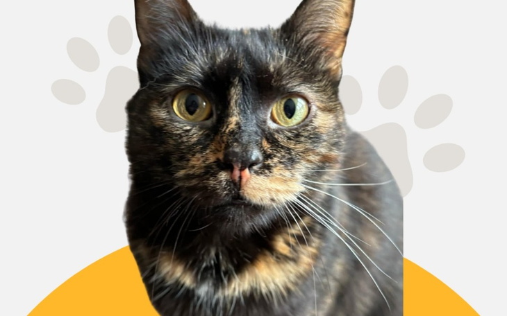 Portret kota z wyrazistymi oczami, patrzącego w obiektyw.