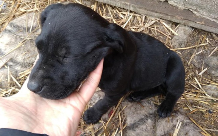 Zbiórka Pomoc dla szczeniaków 8-tyg - zdjęcie główne