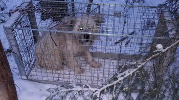 Zbiórka Koczował w lesie na Podlasiu. - miniaturka zdjęcia