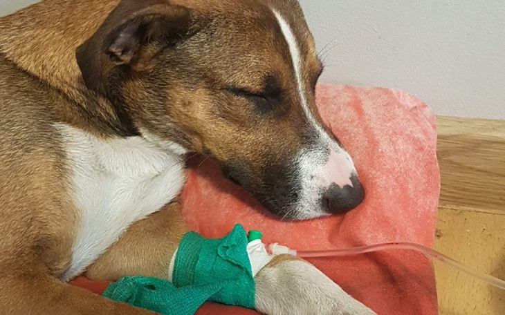 Zbiórka Pieniądze na leczenie Dabi - zdjęcie główne