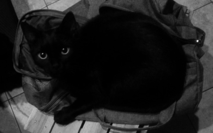 Zbiórka Pomóżcie nam pochować Sabbatka - zdjęcie główne