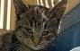 Zbiórka Wsparcie kocich podopiecznych - miniaturka zdjęcia