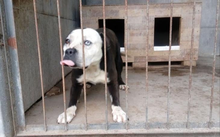 Zbiórka Nie udało się go uratować :( - zdjęcie główne