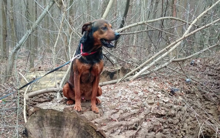 Zbiórka Leczenie Killerka - zdjęcie główne