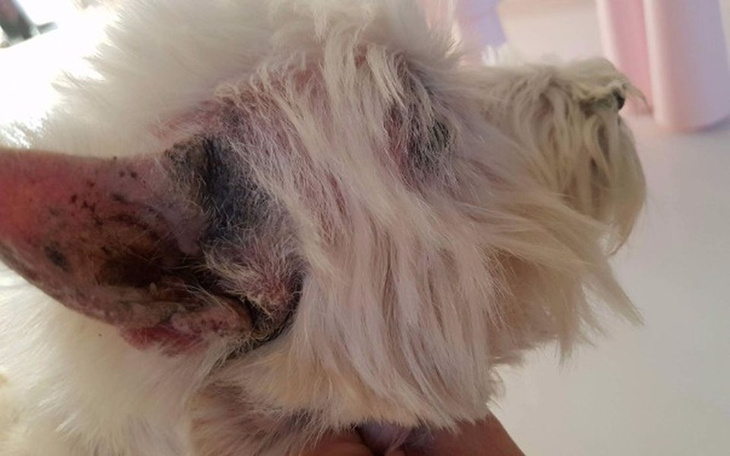 Zbiórka Tila obraz nędzy i rozpaczy.... - zdjęcie główne