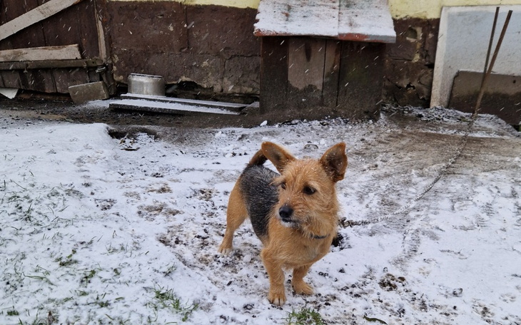 Zbiórka Transport 3 psów do Judytowa - zdjęcie główne
