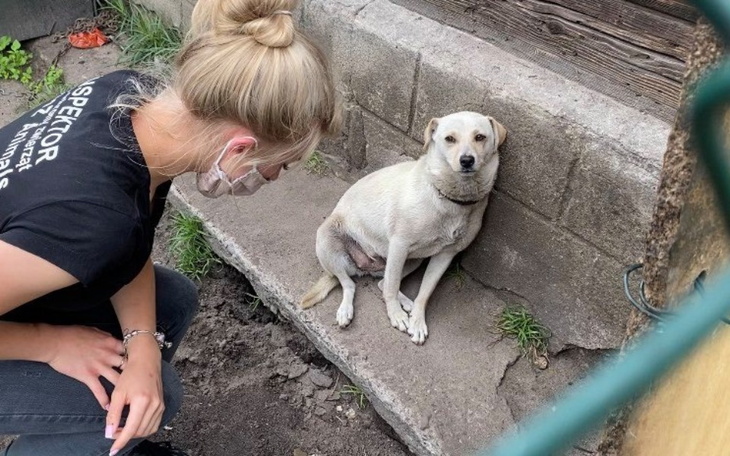 Zbiórka Ratujemy zwierzęta z koszmaru - zdjęcie główne