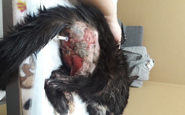 Zbiórka Walka o zdrowie i życie Franusia - zdjęcie główne