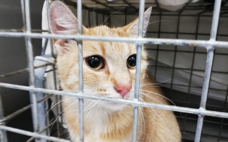 Zbiórka Szczepienie Cziki - zdjęcie główne