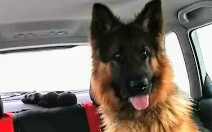 Zbiórka Pomoc Dla Azora - zdjęcie główne