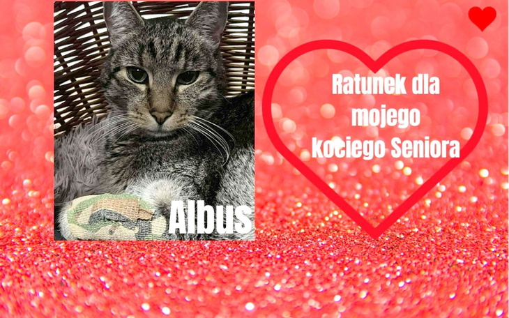 Kot leżący w koszyku, z napisem 'Ratunek dla mojego kota Seniora'.