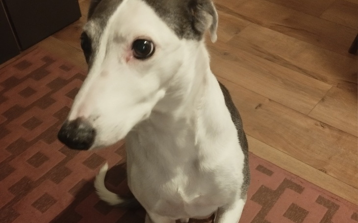 Zbiórka Chore Zwierze - zdjęcie główne