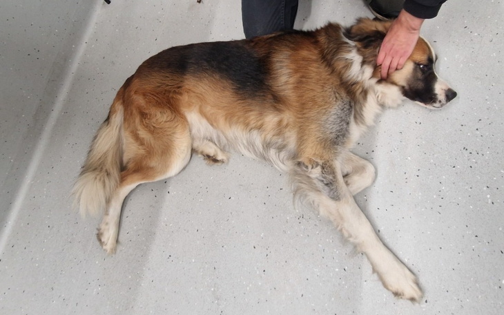 Zbiórka Dla łapki Kajtka - zdjęcie główne