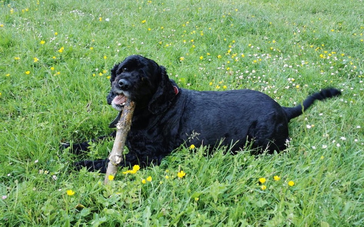 Zbiórka Zbiórka na operację dla psa MAXA - zdjęcie główne