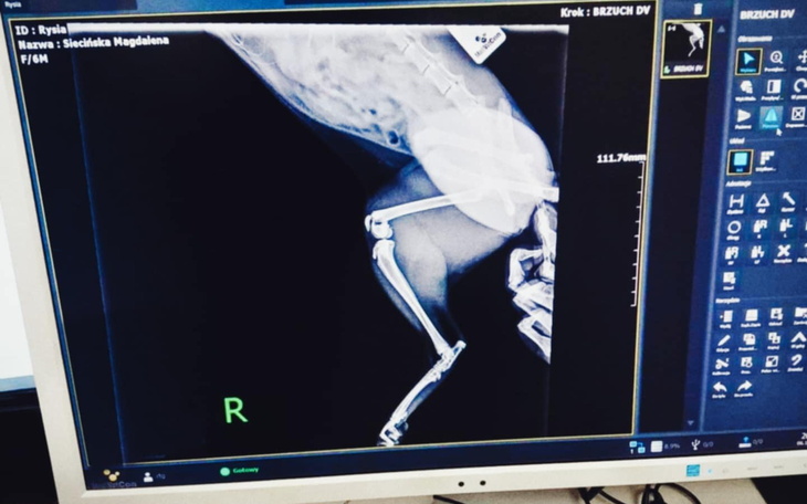 Rentgen nogi zwierzęcia, pokazujący uszkodzenia kości.
