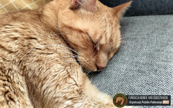 Śpiący kot o rudym futrze, leżący na kanapie.