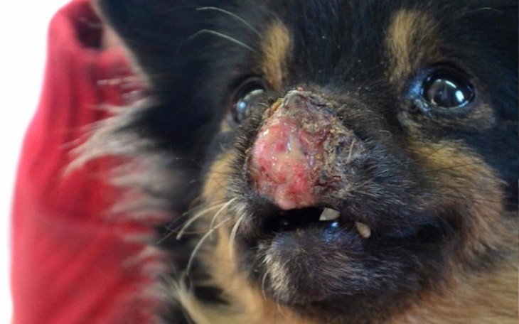 Zbiórka Pomoc dla Carmen - zdjęcie główne