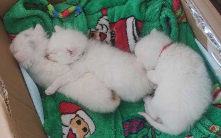 Zbiórka Trzy znalezione kociaki - zdjęcie główne