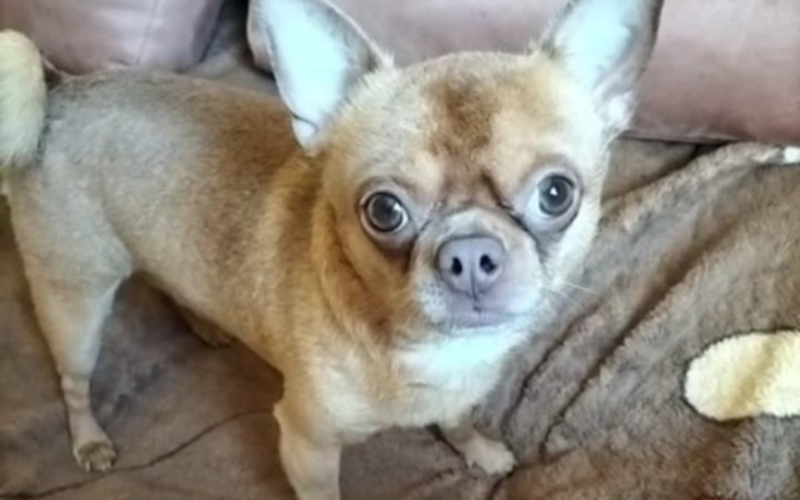 Zbiórka Pomoc dla małego królewicza - zdjęcie główne