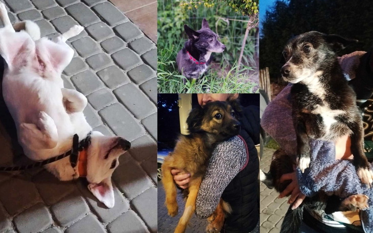 Pies leżący na plecach, cieszy się słońcem.