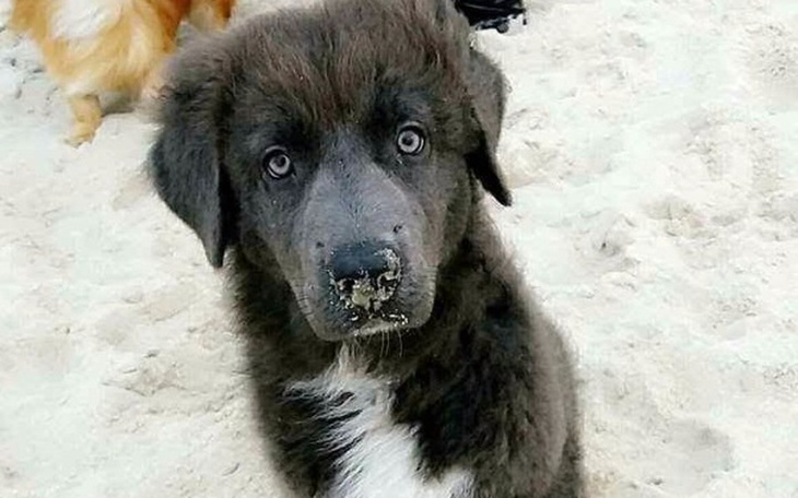 Zbiórka Melania - zdjęcie główne