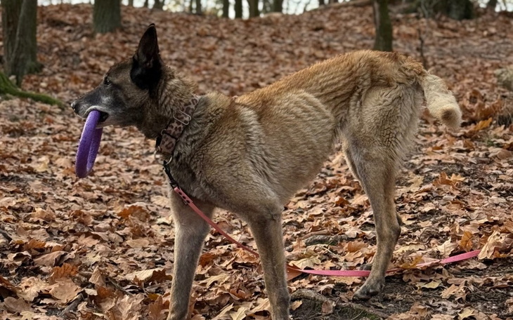 Zbiórka Ratujemy suczkę z łańcucha - zdjęcie główne