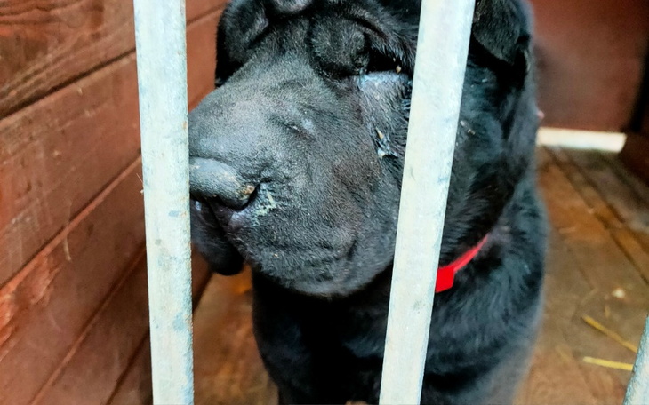 Zbiórka Urodzinowy grosik na mordeczki - zdjęcie główne