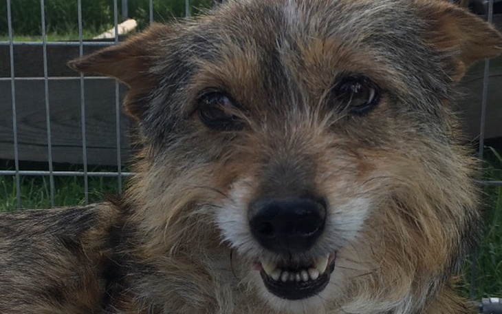 Zbiórka Wspieramy fundację Głos Psa - zdjęcie główne