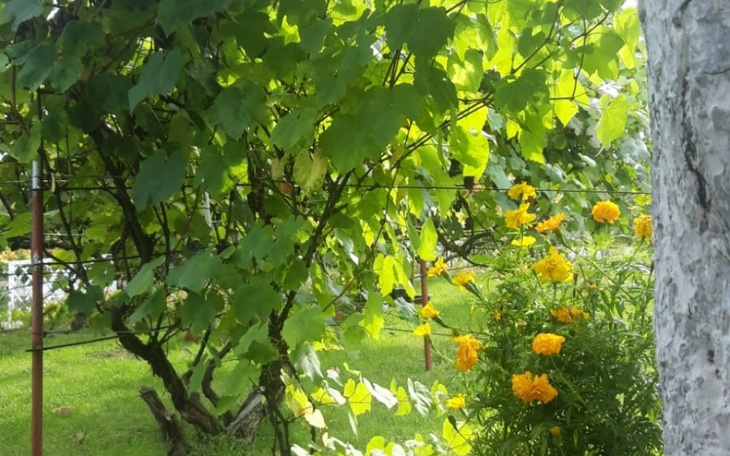 Zbiórka Autyzm .Zbiórka na ogródek dzial - zdjęcie główne