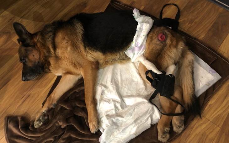 Zbiórka Uratujmy mojego kochanego pieska - zdjęcie główne