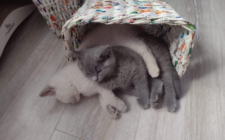 Zbiórka Na kotka brytyjskiego - zdjęcie główne