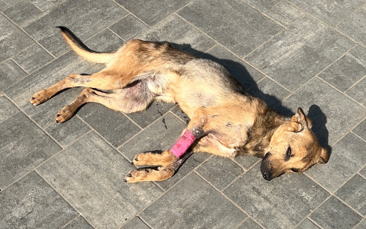 Zbiórka Leczenie Harrego1 - zdjęcie główne