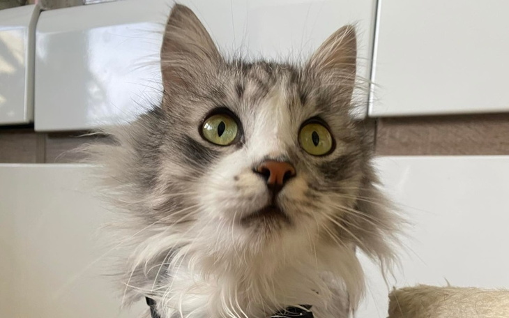 Zbiórka Dla floriusia na karmę - zdjęcie główne