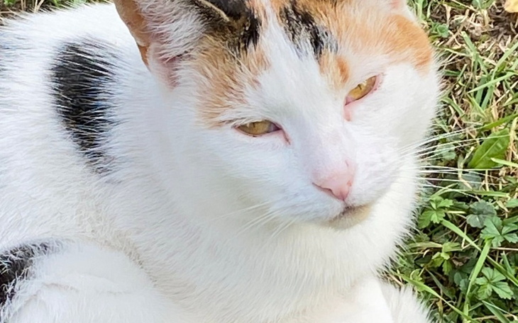 Zbiórka Dla moich 3 kotków - zdjęcie główne