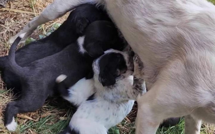 Zbiórka Sunia i 7 maluszków - zdjęcie główne