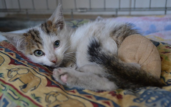 Zbiórka Benio walczy o życie... - zdjęcie główne