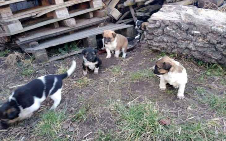 Zbiórka Maluszki uratowane z biedy! - zdjęcie główne