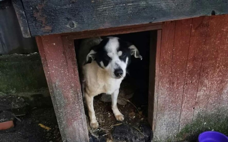 Zbiórka Dla pieska z interwencji - zdjęcie główne