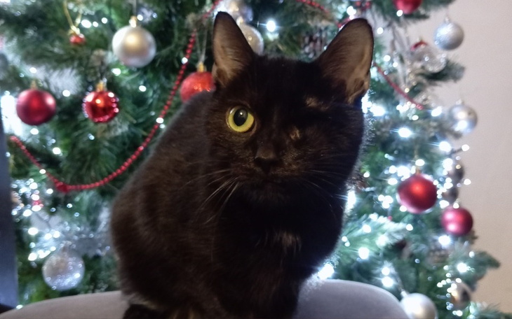 Czarny kot z jednym okiem, siedzący przed choinką.