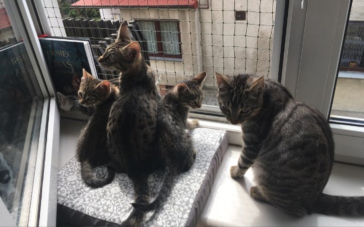 Zbiórka Maluszki zbierają na karmę - zdjęcie główne