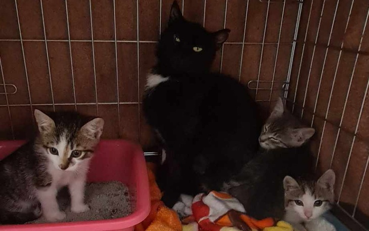 Zbiórka Pomóżmy kociakom u Pani Basi - zdjęcie główne