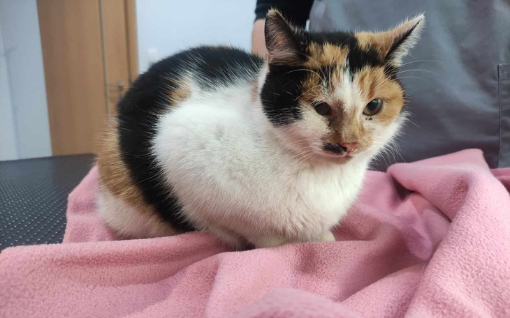 Zbiórka Schowała się pod maską samochodu - zdjęcie główne