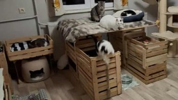 Zbiórka Na wyposażenie kociarni - miniaturka zdjęcia