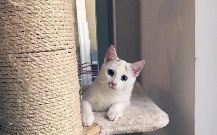 Zbiórka Karma dla 17 kotów - zdjęcie główne