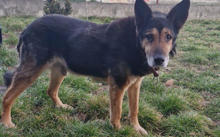 Starszy pies stojący na trawie, z wyrazem mądrości.