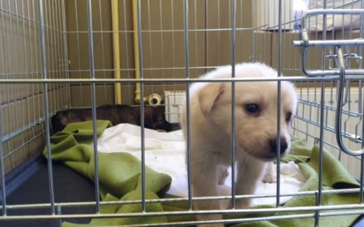 Zbiórka Na schroniska i bezdomne pieski - zdjęcie główne