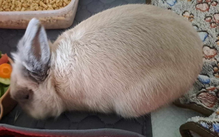 Zbiórka Wyprawka królika - zdjęcie główne