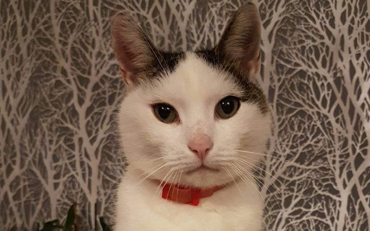 Zbiórka Ratujemy Niutonowi życie - zdjęcie główne